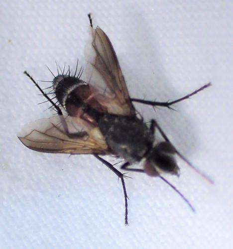 Réf. 325 639 : Eriothrix rufomaculata